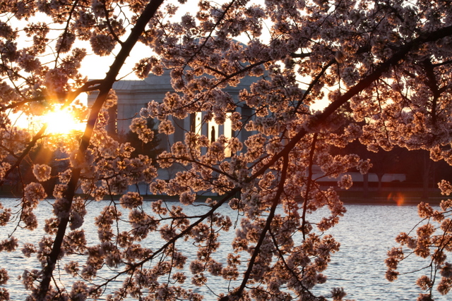 Jefferson Memorial at dawn with cherry blossoms